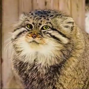 Meet your Posher, Karlee